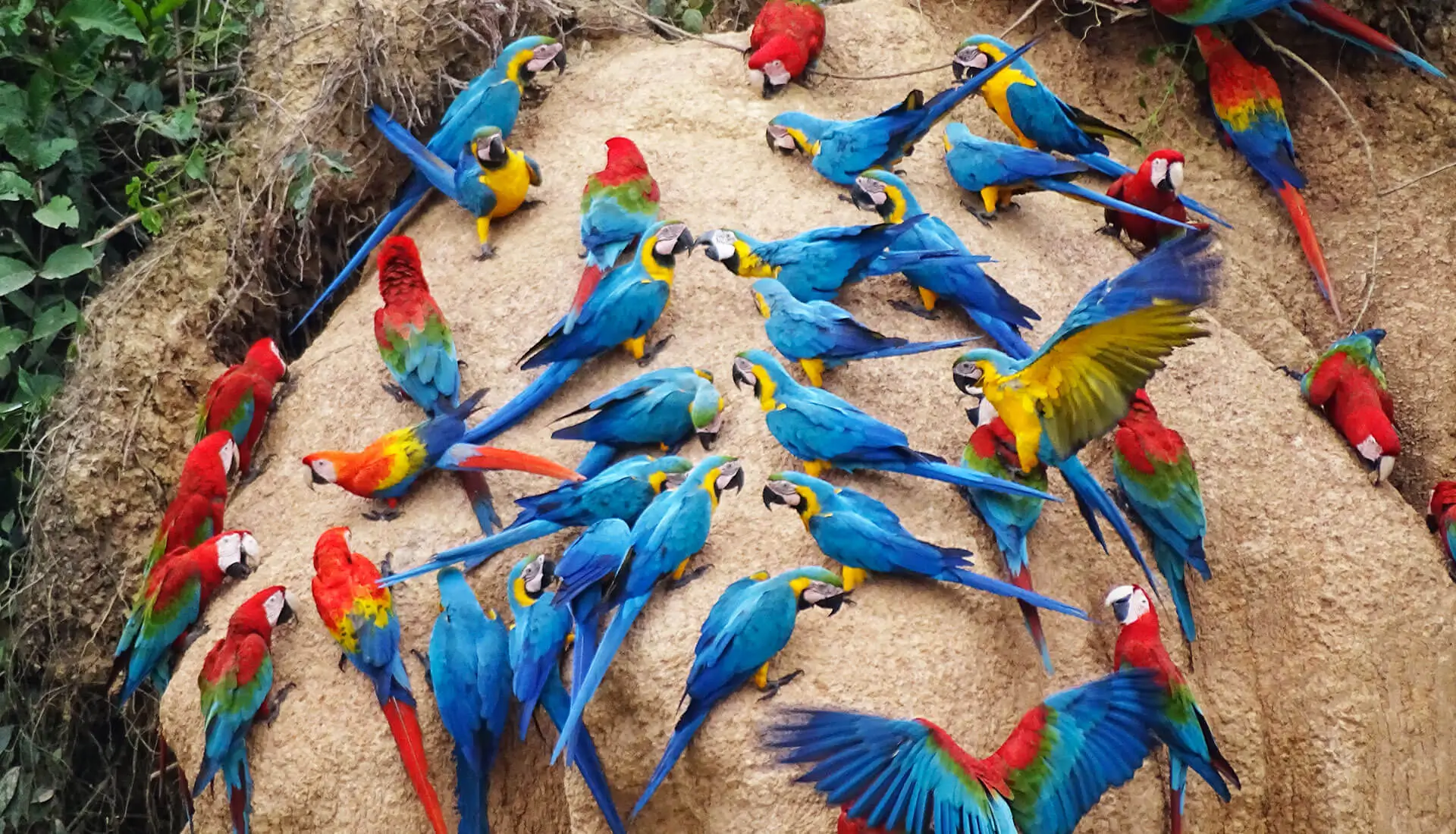 4D3N Amazon Rain Forest Macaw Tour from Puerto Maldonado Airport